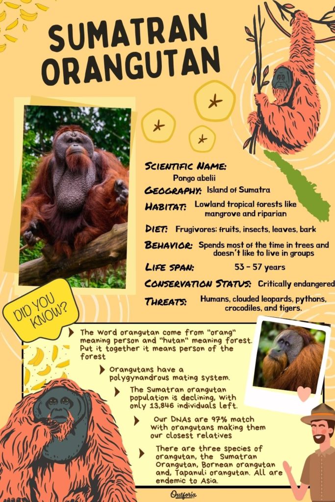 Sumatran orangutan chart with facts and images