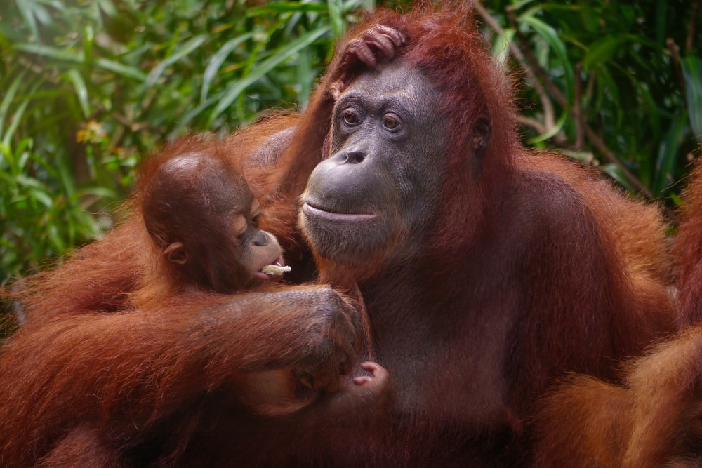 portrait of a mother Sumatran orangutan and her baby 