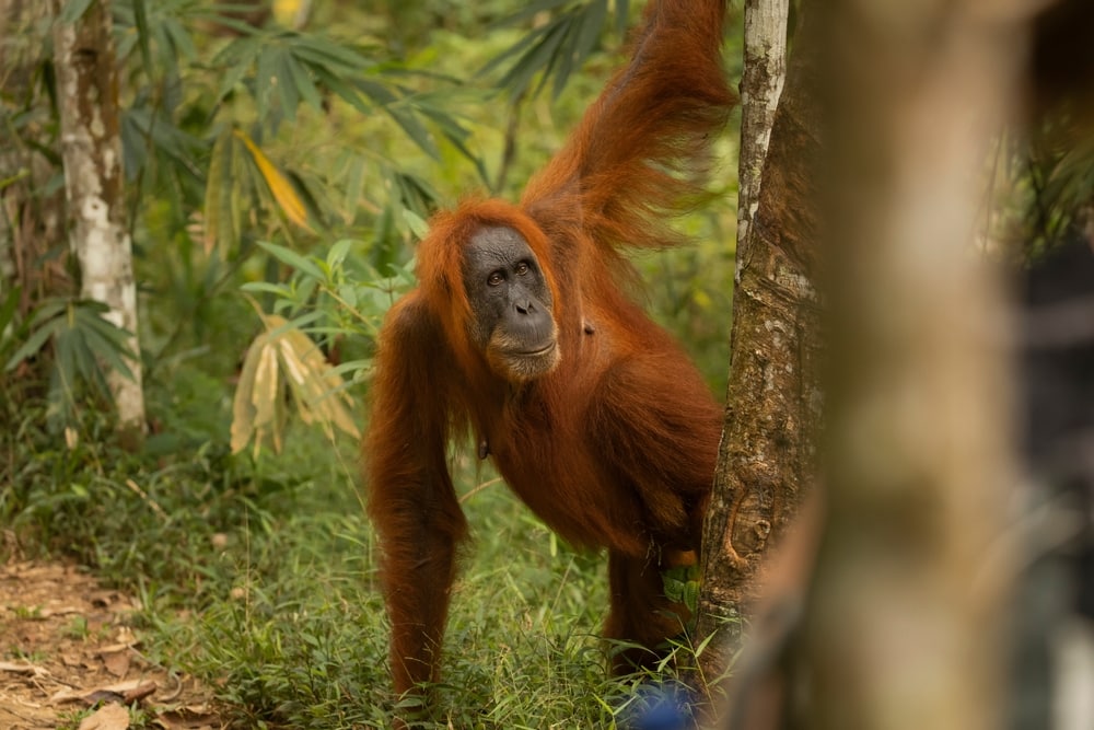 image of a Sumatran Orangutan standing behind a tree