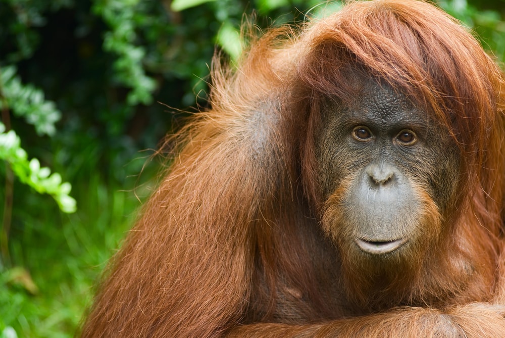 close up image of a Sumatran orangutan