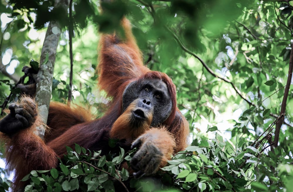 a male Sumatran orangutan on a tree in Gunung Leuser National Park