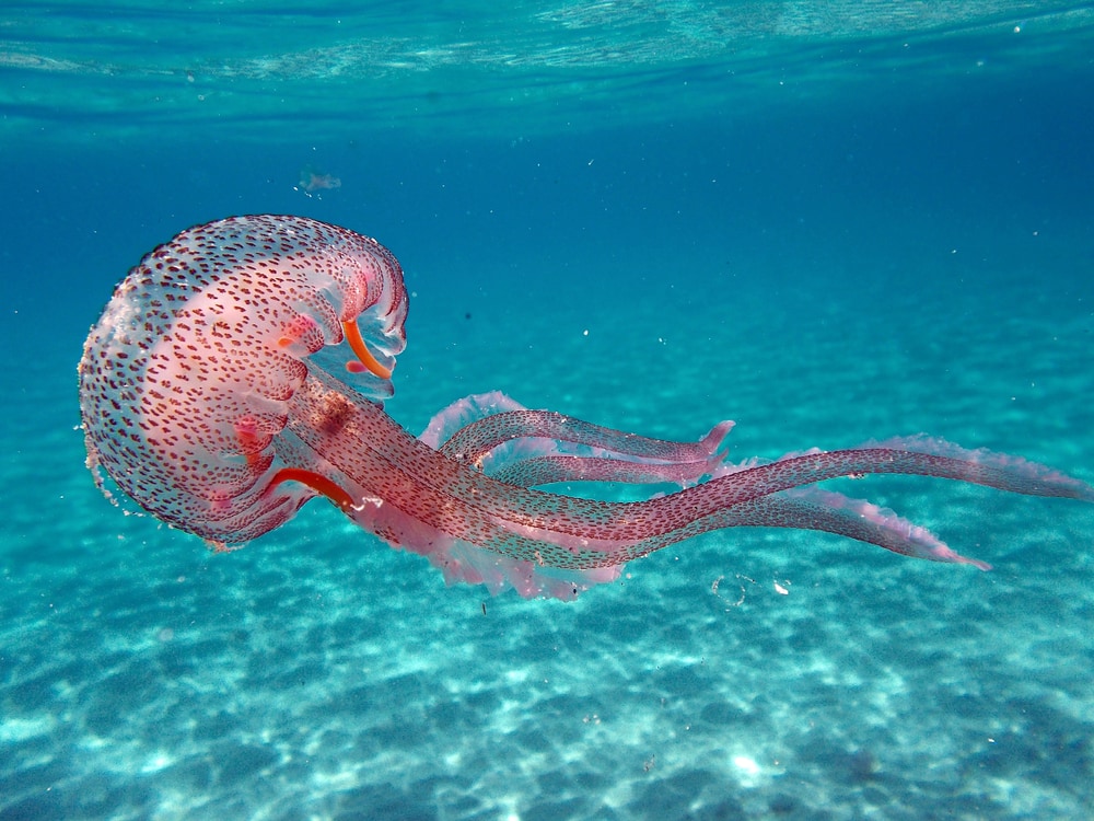 image of a Pelagia noctiluca Jellyfish in the sea of Elba Island