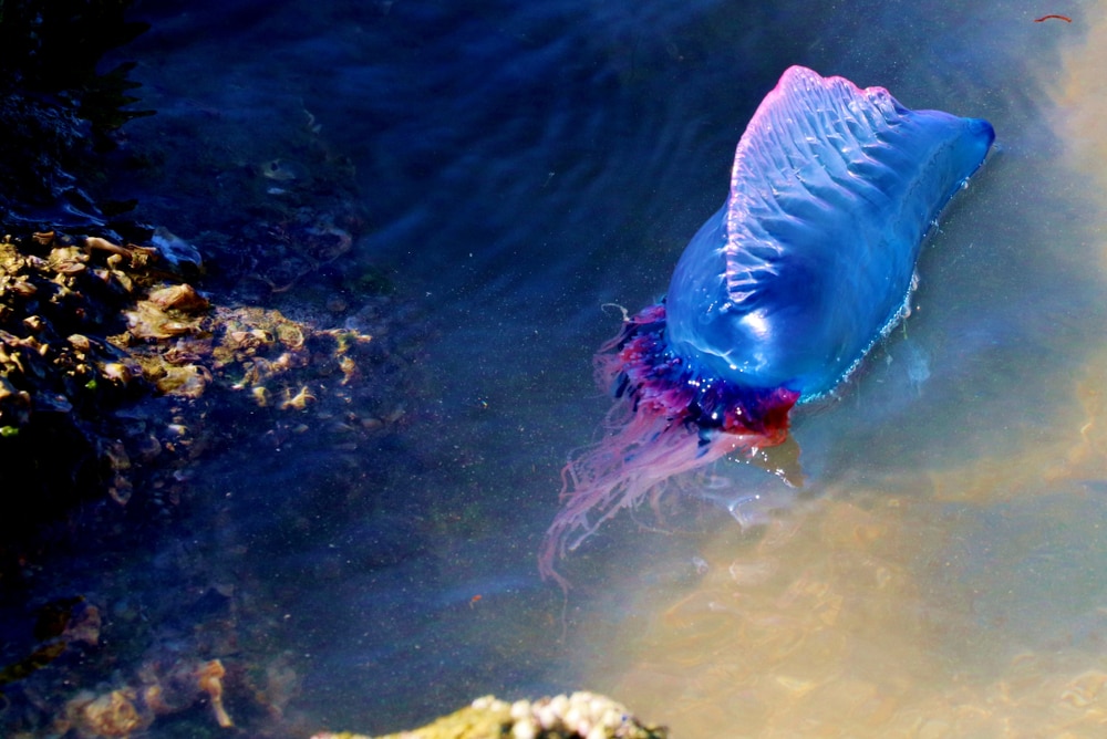 image of a Portuguese man-of-war floating on the ocean