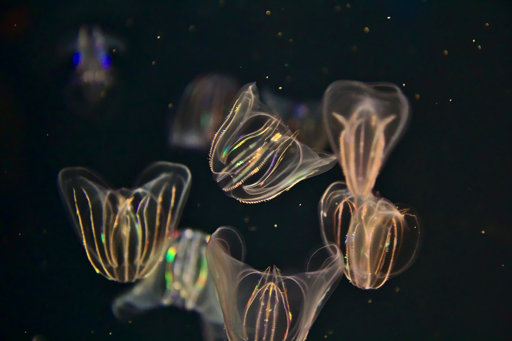 image of comb Jelly with bioluminescence