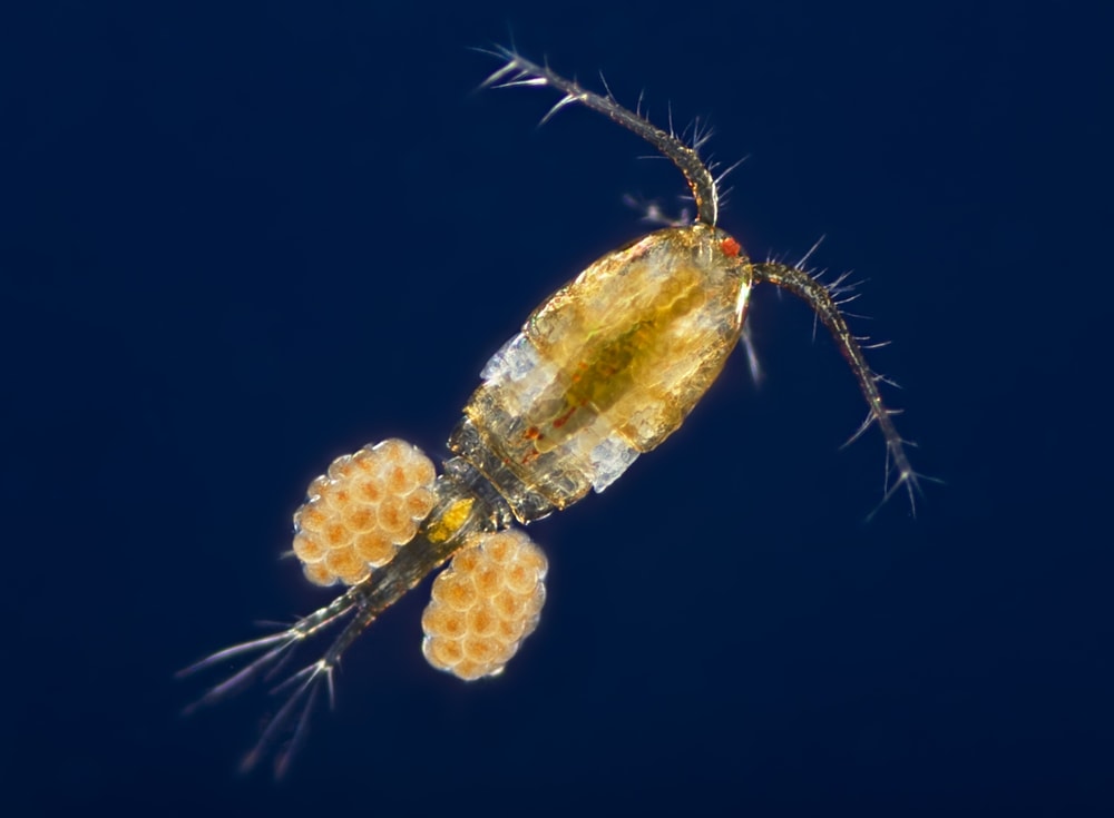 mage of a copepod with its eggs