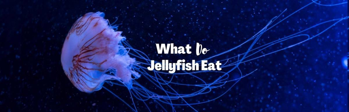 what do jellyfish eat featured photo