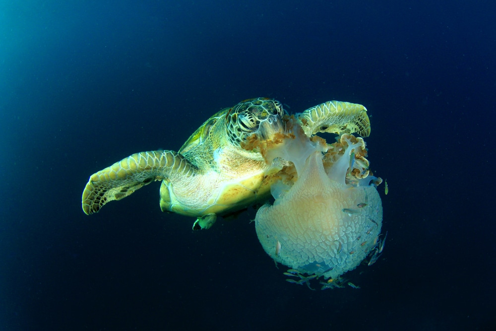 image of a green sea turtle eating a jellyfish underwater