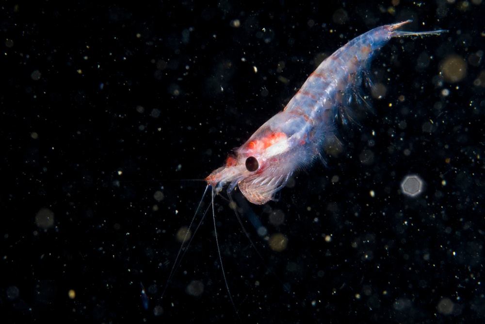 image of a krill drifting underwater