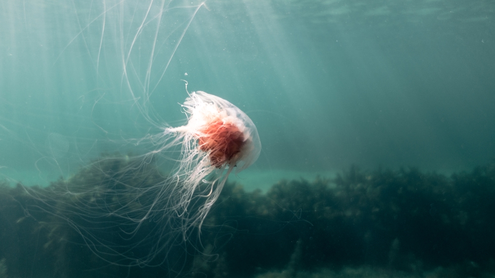 a lion's mane jellyfish swimming on the ocean