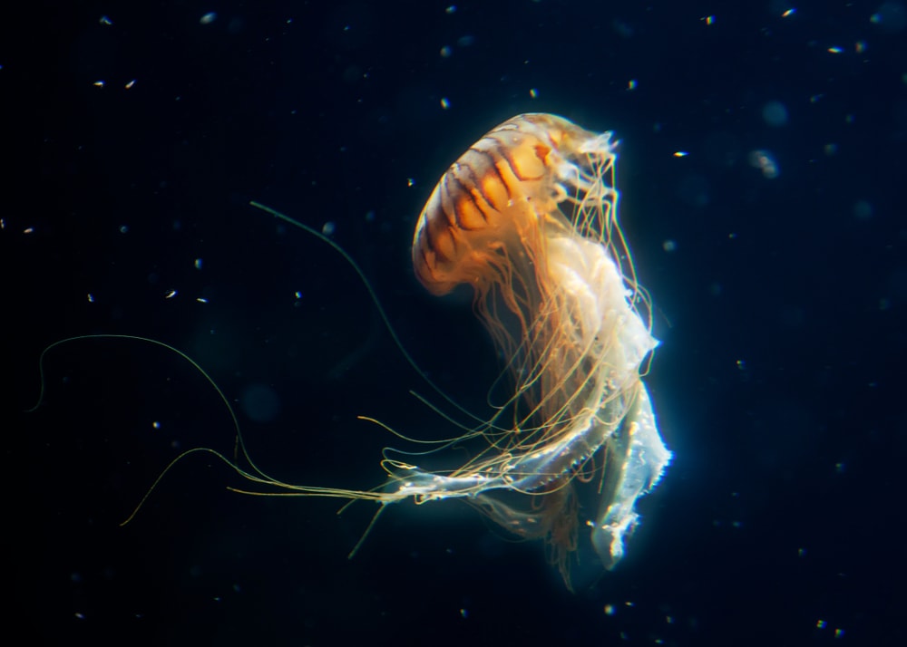 photo of a jellyfish swimming isolated on a black background
