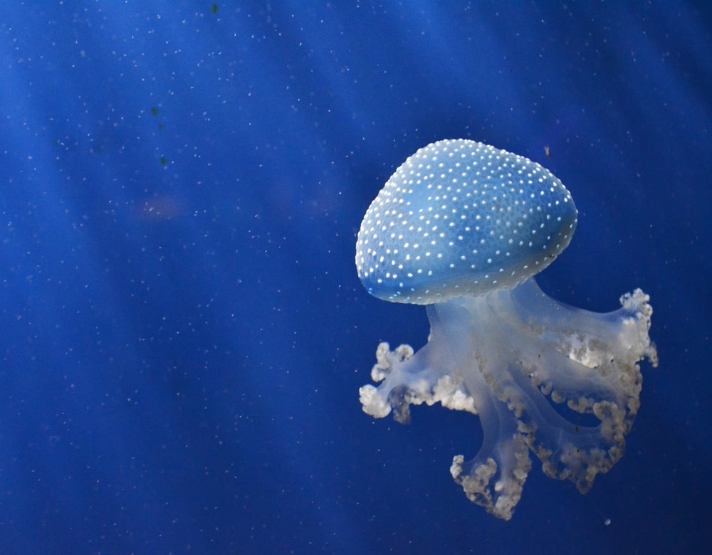 image of a spotted jellyfish swimming in the ocean