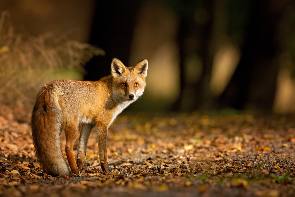 image of a red fox standing on a forest during fall