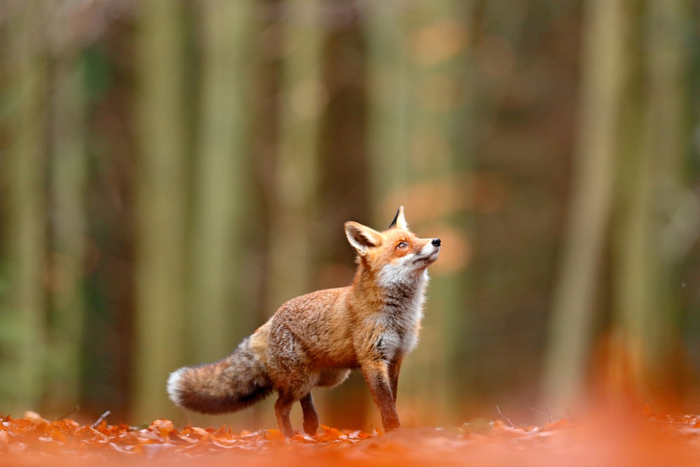 a fox looking up during autumn season