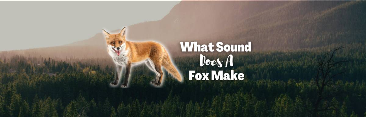 what sound does a fox make featured image