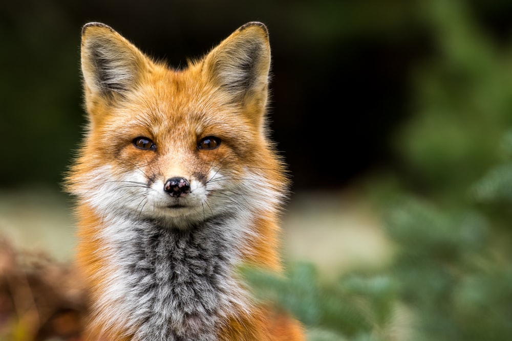 portrait of a red fox in the wild 