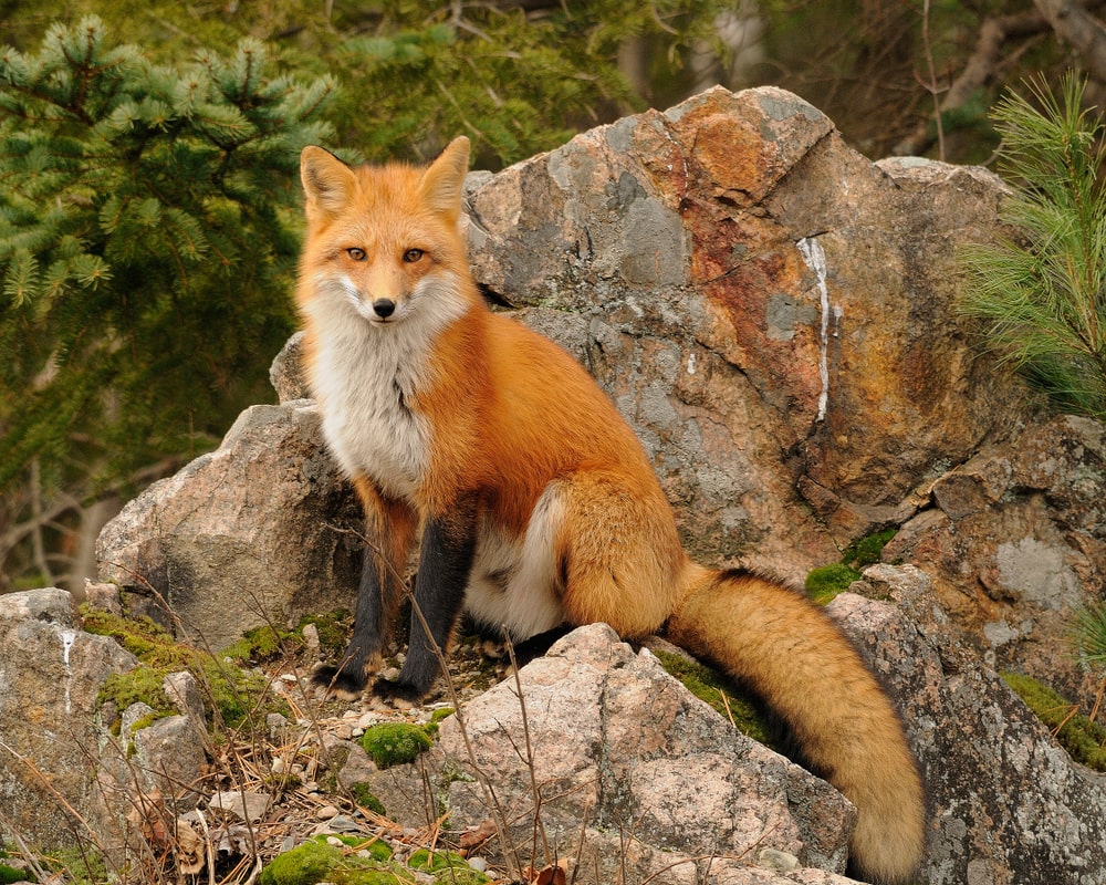 image of a red fox sitting on a boulder