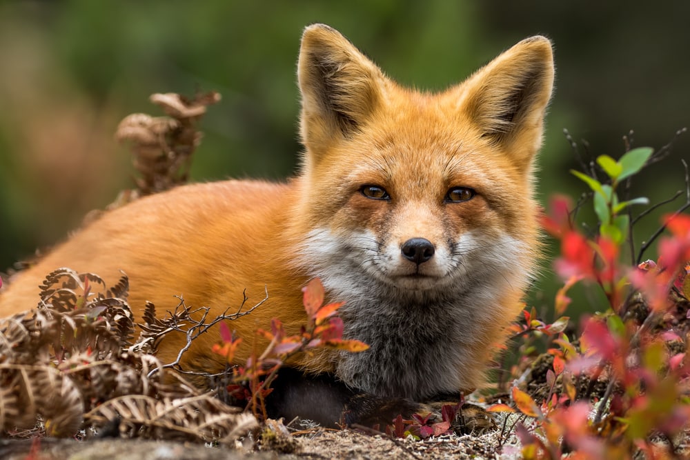 image of a fox smiling