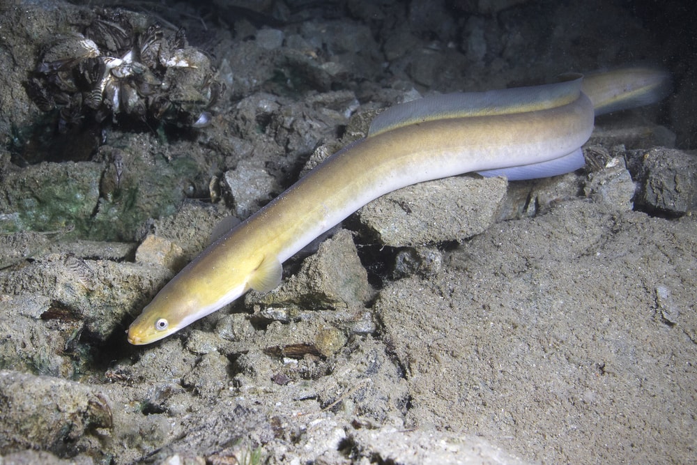 Eels crawling on the rocks underwater