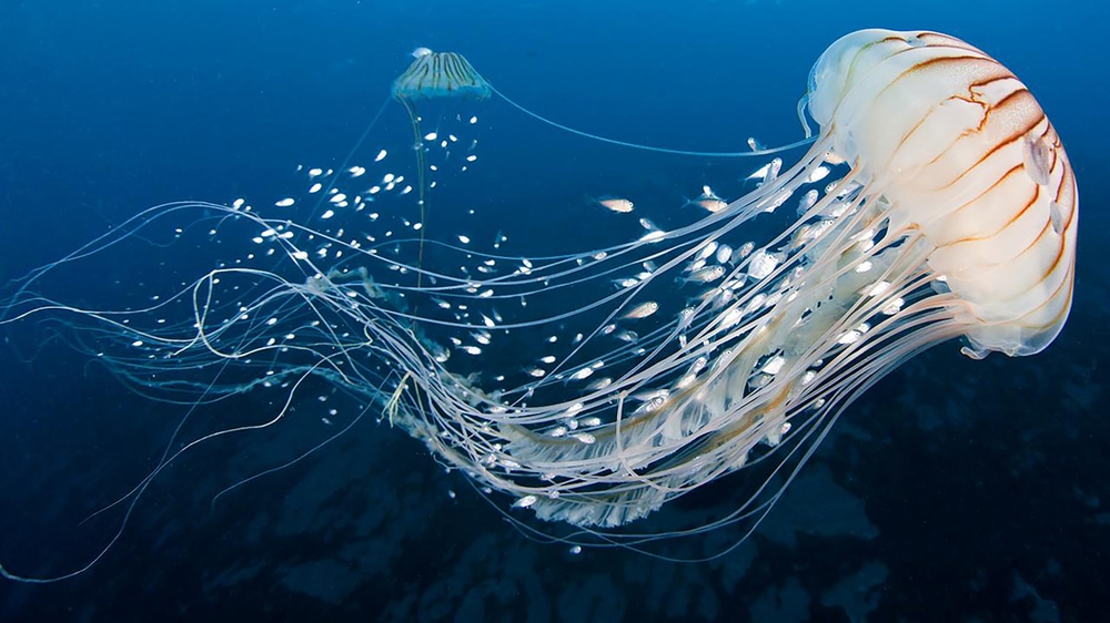 Jellyfish swimming to the ocean