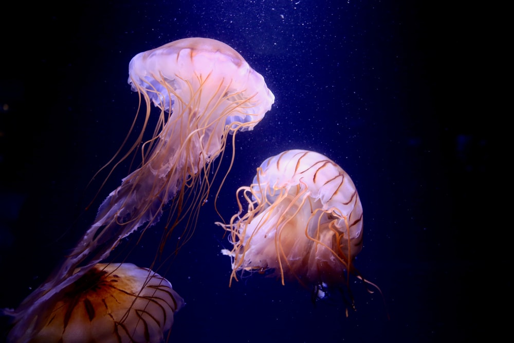 Jellyfish following the light