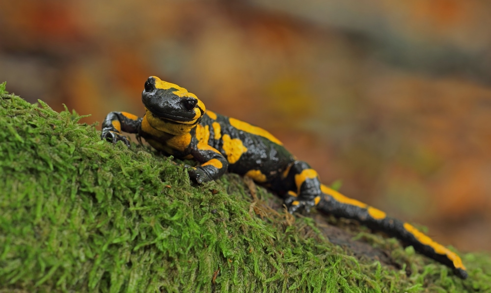 Salamander laying on a tree