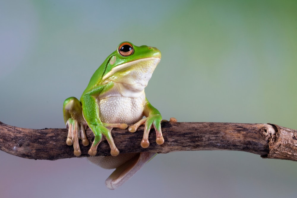 Frog holding on a branch