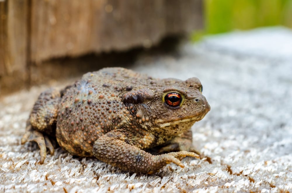 Toad standing on a cement