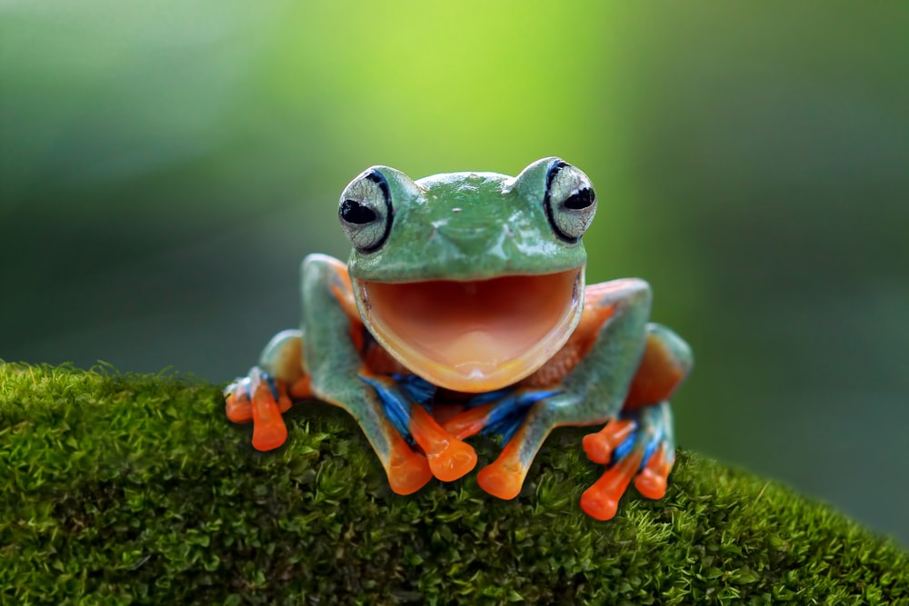 Frog smiling to the camera