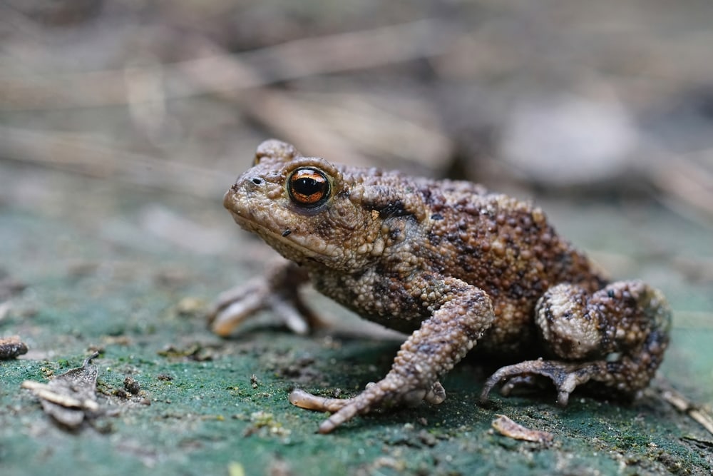 Toad ready to jump 