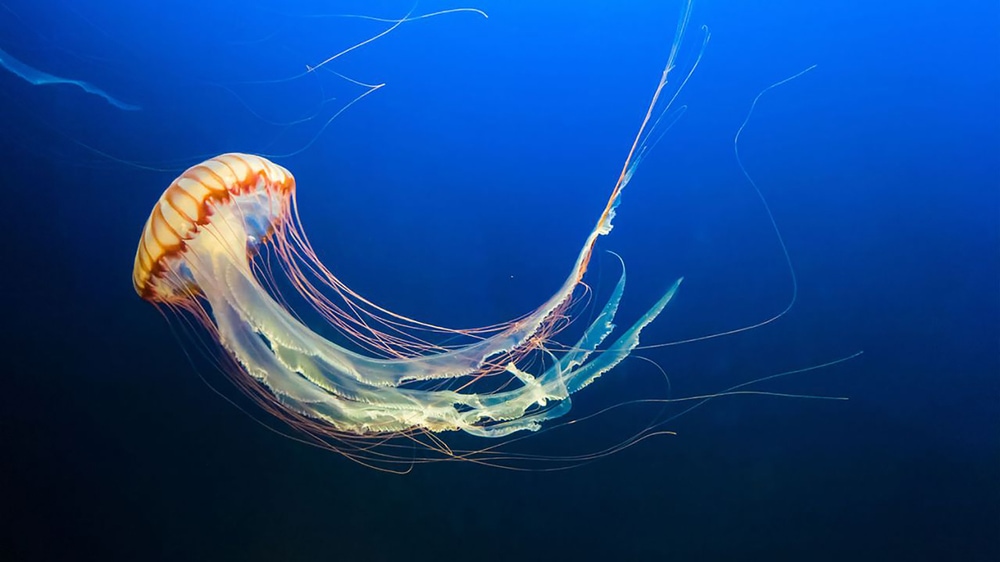 Jellyfish seen on blue ocean