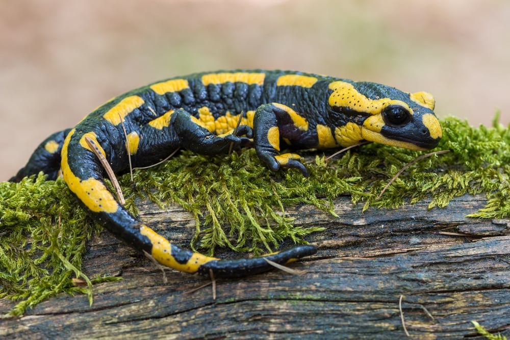 Salamander walking on the branch of tree