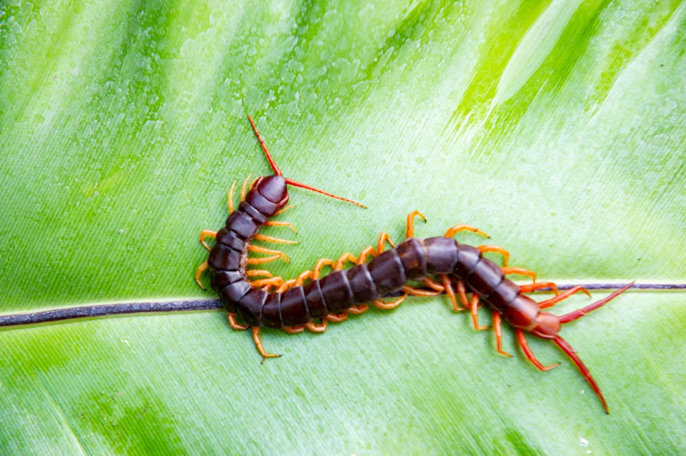 Centipede laying on a leaf