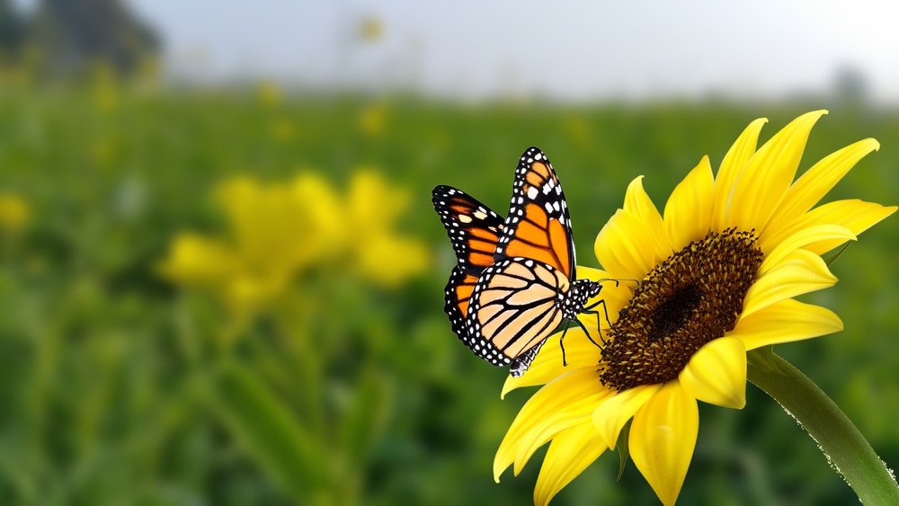 Butterfly laying on a sunflower