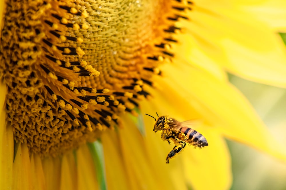 Bee going to a sunflower
