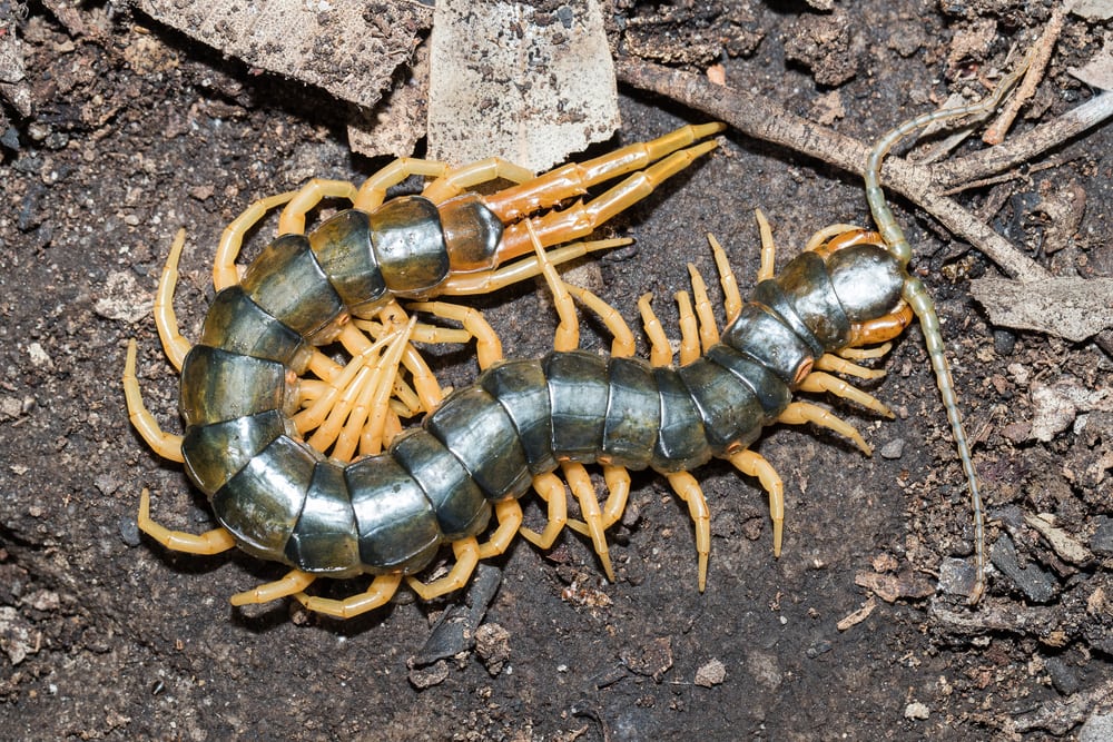 Centipede laying on a soil