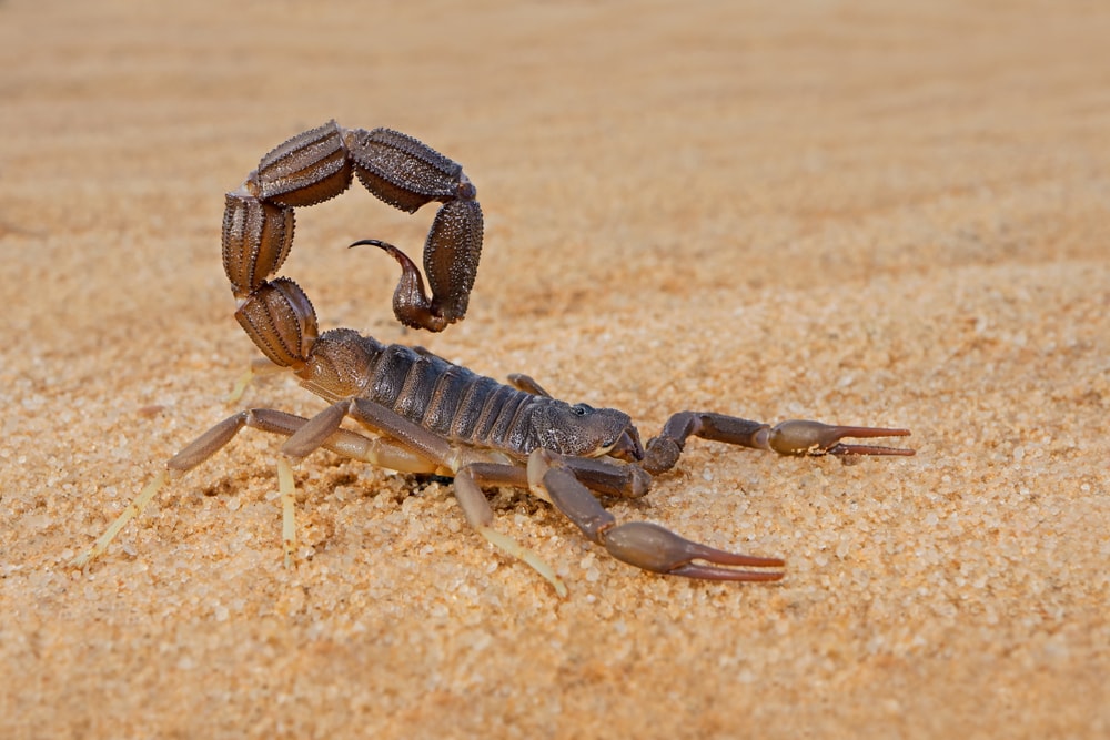 Scorpion walking on a soil