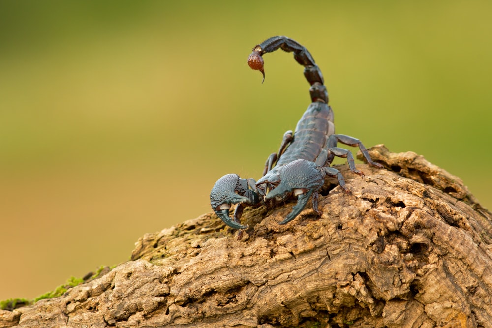 Scorpion on the edge of a branch