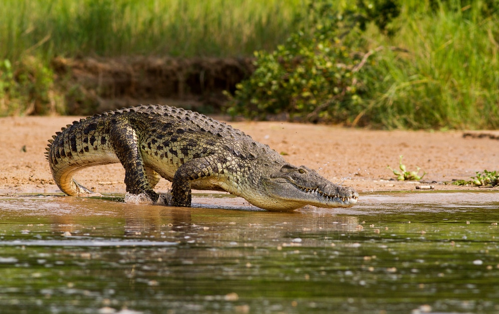 Crocodile going in a lake