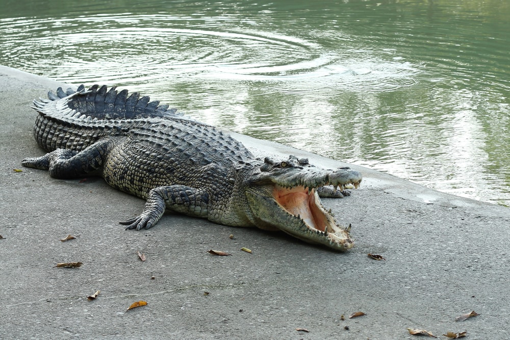 Crocodile walking out of the lake