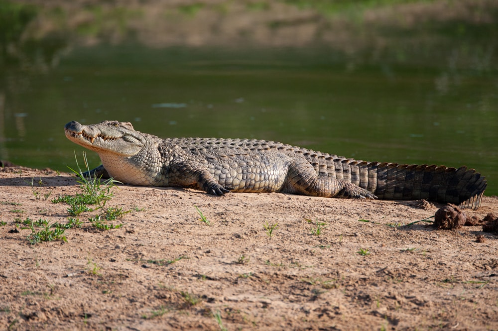 Crocodile on the edge of a lake