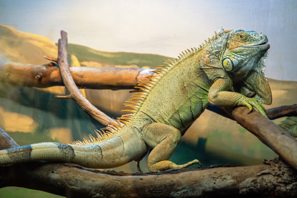Iguana getting up and holding on a branch