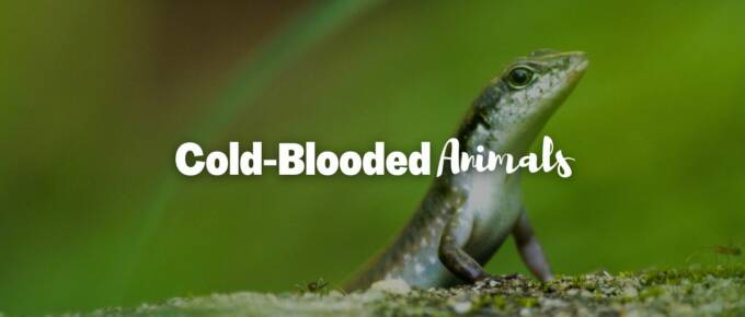 Cold-blooded animals featured photo