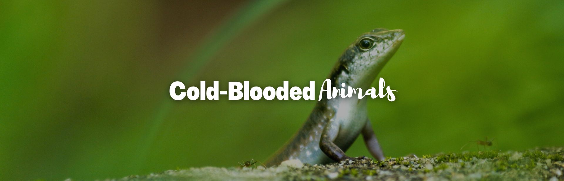 Cold-Blooded Animals Listed: The Coolest Creatures in the World, Literally!  - Outforia