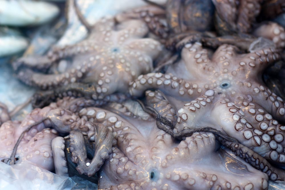 Upside down octopus revealing its radula