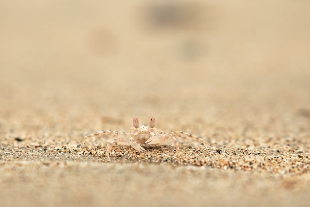 Crab camouflaged on a soil