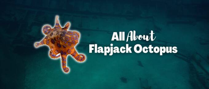 Flapjack octopus featured image