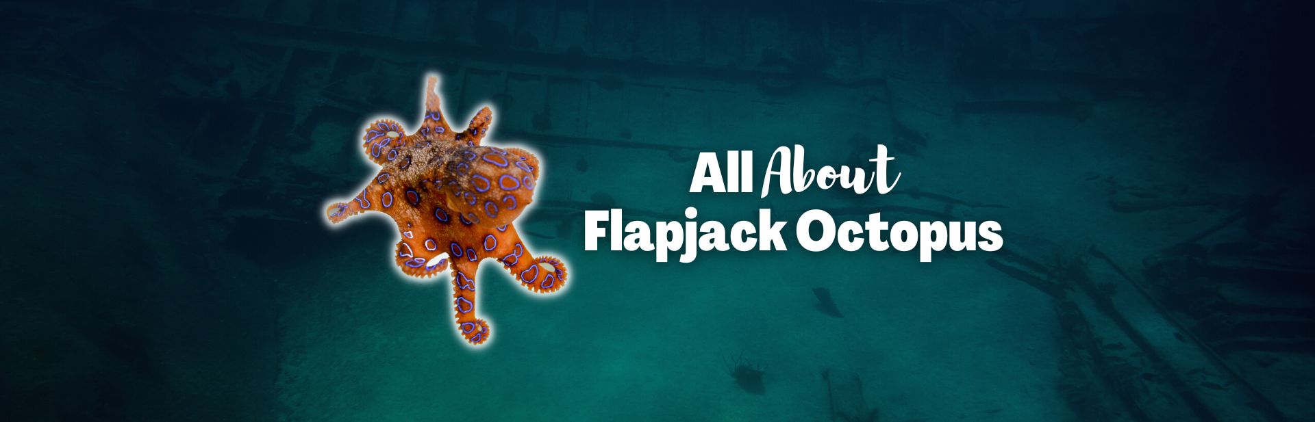 Flapjack Octopus: Meet the Cutest Octopus In the Ocean
