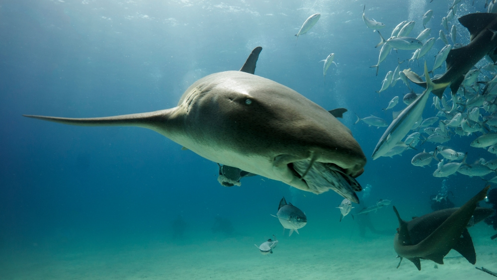Shark eating fish underwater