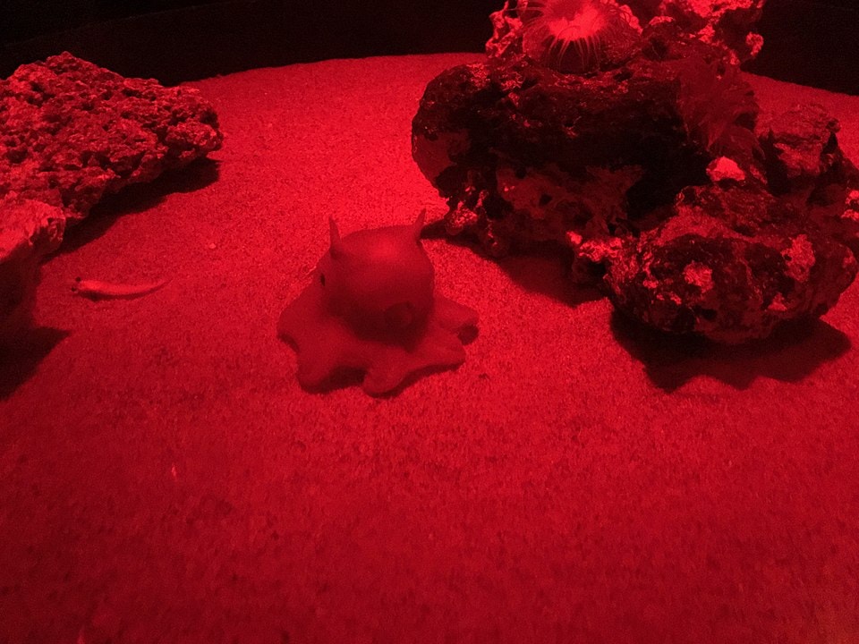 Flapjack octopus on deep ocean shot in infrared