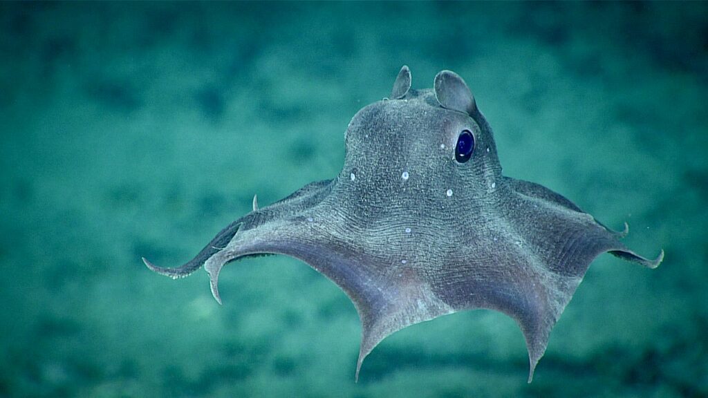 Close up photo of a dumbo octopus
